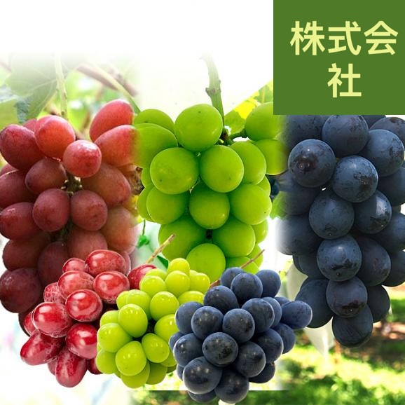 長野県産　究極の食べ比べ！ 高級ぶどう3種セット約1.5kg （クイーンルージュ、シャインマスカット、ナガノパープル各１房）送料無料 ぶどう 葡萄