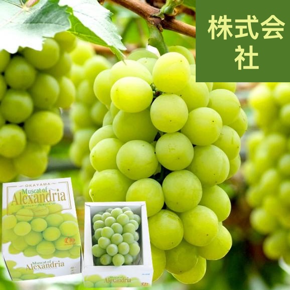 岡山県産　全農おかやま マスカット・オブ・アレキサンドリア 赤秀 大房 1房化粧箱（750g）葡萄 ぶどう あれき クール便発送 お中元 ギフト