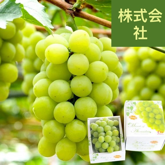 岡山県産　全農おかやま マスカット・オブ・アレキサンドリア 赤秀 大房 1房化粧箱（600g）葡萄 ぶどう あれき クール便発送 お中元 ギフト