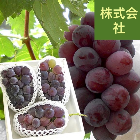 岡山県産　自家用ニューピオーネ　約1.5キロ（3房）送料無料 ぶどう 種なし黒ぶどう