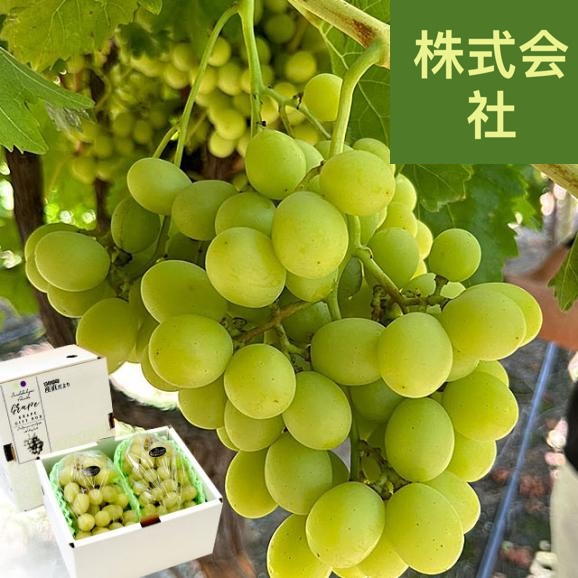皮ごと食べられる！高糖度！シードレスぶどう オーストラリア産 約1.2キロ（約600g×2入）送料無料 種なしぶどう 輸入ぶどう 海外ぶどう