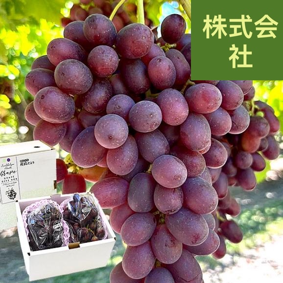 皮ごと食べられる！豊かな甘み！シードレス赤ぶどう オーストラリア産 約1.2キロ（約600g×2入）送料無料 種なしぶどう 輸入ぶどう 海外ぶどう