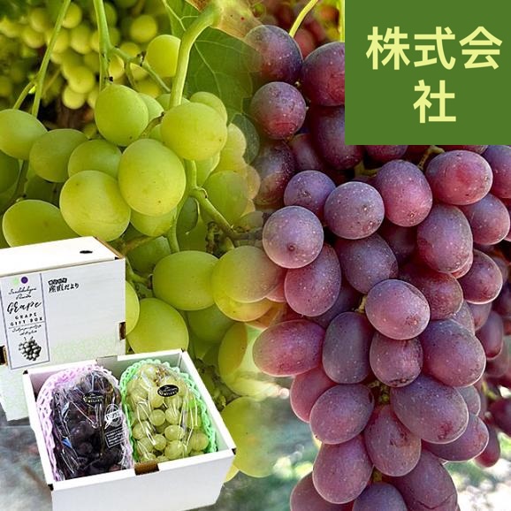皮ごと食べられる！高糖度！シードレス緑ぶどう＆赤ぶどうセット オーストラリア産 約1.2キロ（約600g×2入）送料無料 種なしぶどう 輸入ぶどう 海外ぶどう