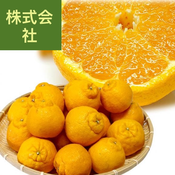 熊本県から産地直送 あまくさ デコポン 2LからLサイズ 5キロ(20玉から24玉前後)  でこぽん しらぬひ 不知火 天草 送料無料 3月以降発送品