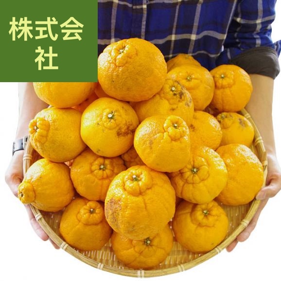 熊本県より産地直送 あまくさ 訳あり熊本しらぬひ 大小込 5キロ 不知火 しらぬい 柑橘 オレンジ 天草 送料無料