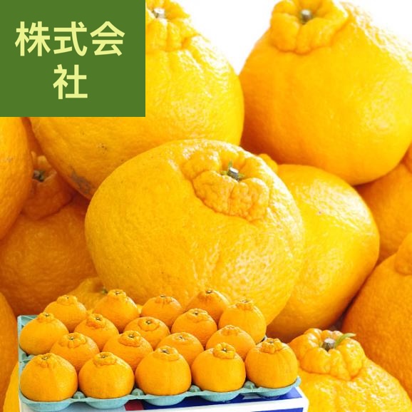 送料無料　熊本県産　熊本果実連　露地栽培デコポン　２LからLサイズ　5キロ　（20から24玉）柑橘　オレンジ　市場スポット