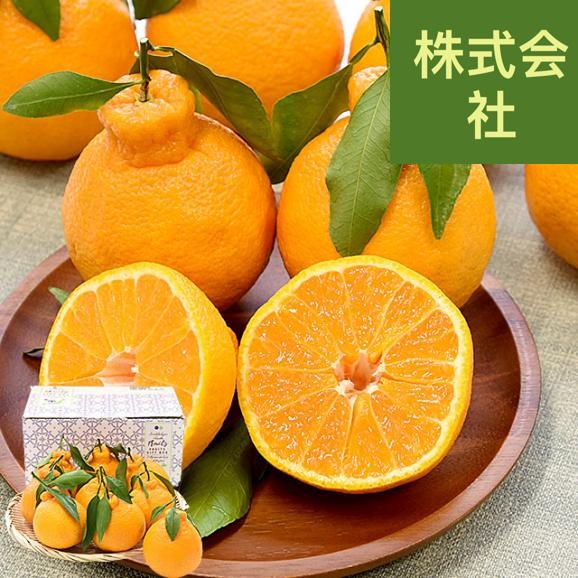 熊本県味咲グループ 樹上完熟・葉付き「肥の豊（ひのゆたか）」赤秀品 2Lから3Lサイズ 約2.2キロ（8玉から9玉前後）不知火 しらぬひ 柑橘 市場発送