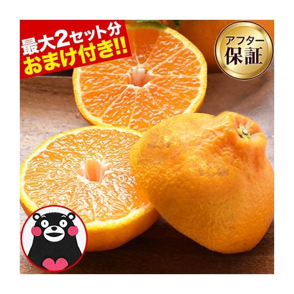 熊本県産 訳あり デコみかん 送料無料  1.5kg 不知火 みかん ミカン デコポン 同品種 熊本 柑橘  《1-5営業日以内に出荷予定（土日祝日を除く）》