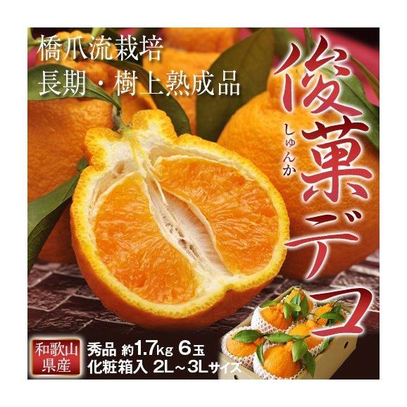 和歌山県産 長期樹上熟成 橋爪さんの『俊菓デコ』 （品種：しらぬひ） 秀品 2～3Lサイズ 6玉 約1.7kg 産地直送 ※常温 送料無料
